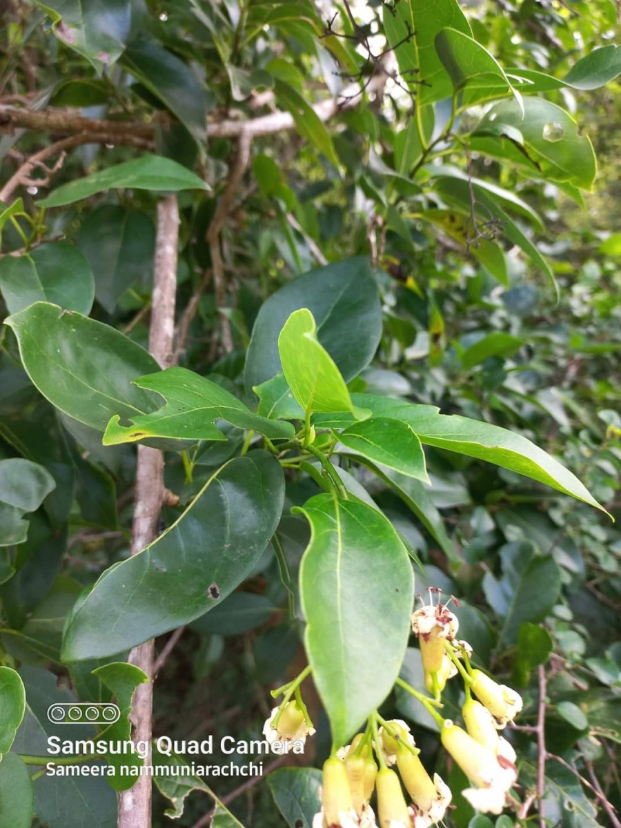 Cordia oblongifolia Thwaites